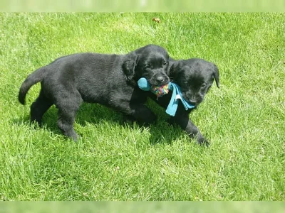 Zdravá a milující štěňata labradorů s rodokmenem.